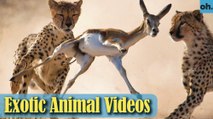 Animal Video - Endangered Animals - Extinct Animals - Rare Animals Zoo - Exotic Animals For Sale P2