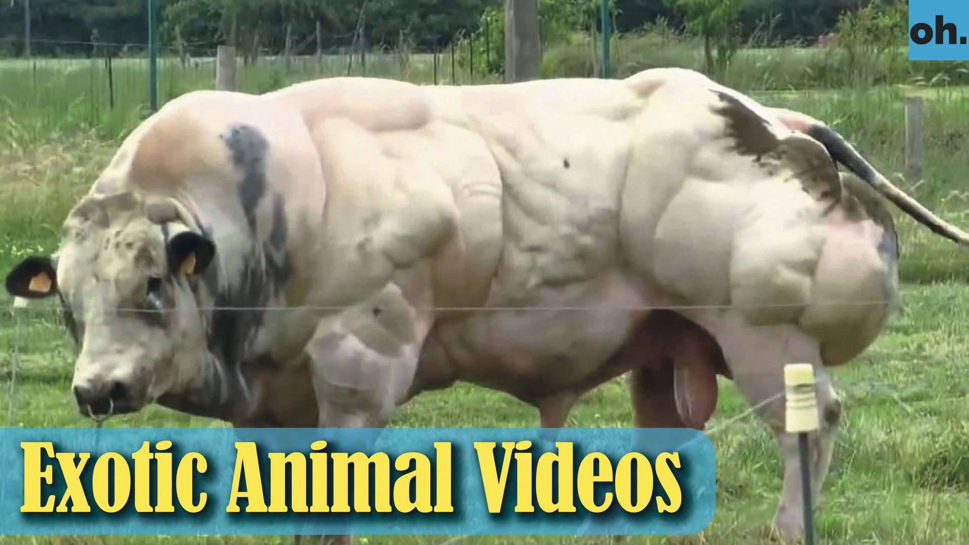 Animal Video - Endangered Animals - Extinct Animals - Rare Animals Zoo - Exotic Animals For Sale P1