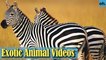 Animal Video - Wild Animals - Rainforest  Animals - Rare Animals Zoo - Exotic Animals For Sale P1