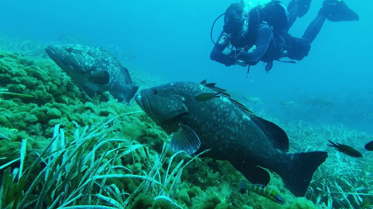 2017.07.30 - Buceo en Bajo de Testa (Cabo de Palos)