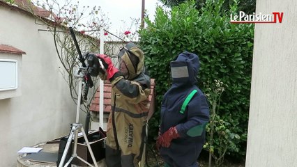 Des apiculteurs en guerre contre le frelon asiatique