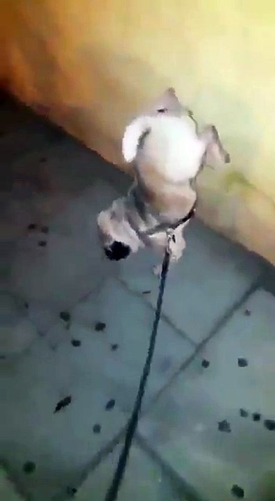 Tuvaletini Amuda Kalkarak Yapan Köpek.