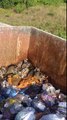 30 ratons laveurs dans une benne à ordures !!