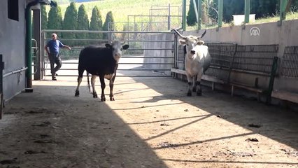 Rıza Kayaalp, Bosna Hersek'te Kurban Eti Dağıttı