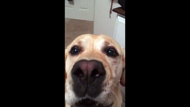 Ce chien chante avec Celine Dion sur la musique de Titanic !