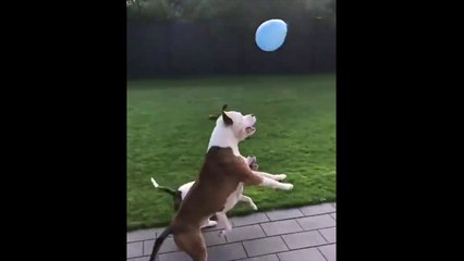 2 chiens et un ballon...? Un jeu infini !!