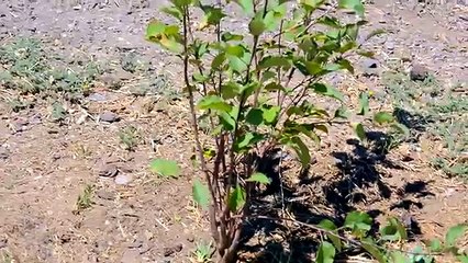 И весело лошадь лошади знакомьтесь мой Мы Новые функции Новый пони случайный сахар Воскресенье видеоблога с