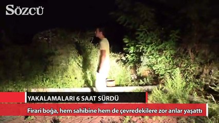 Firari boğayı yakalamak için 6 saat terd döktüler