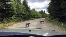 Dos linces se dejan ver por una poco transitada carretera