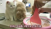 고양이 철판 아이스크림