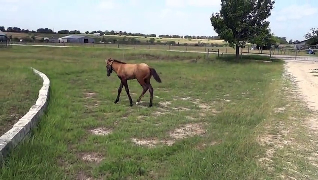Ce poulain est incapable de faire ce petit saut, mais regardez bien ce que va faire maman