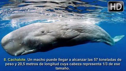 What parte superior 7 animales monstruosos nunca habías visto