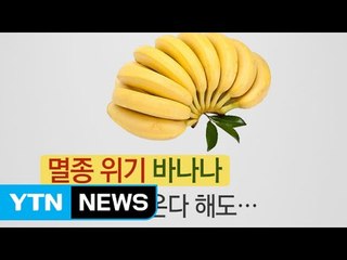 '바나나'의 위기...앞으로 못 먹을 수도 있다? / YTN