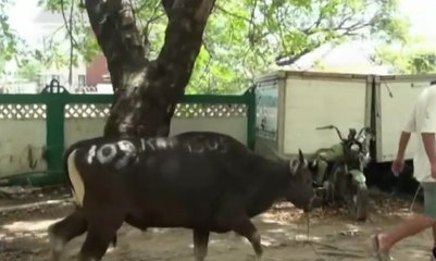 Jusuf Kalla Sumbang Sapi Kurban di Makassar