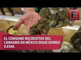 Senadores dicen sí a la mariguana medicinal