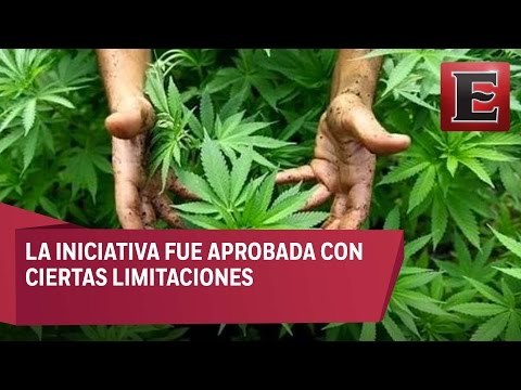 Impacto de la legalización del uso medicinal de la marihuana en México