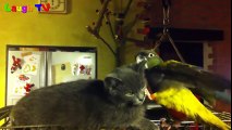 Best of Funny Parrots Annoying Cats Compilation 2017 - Cute Parrot and Cat Videos