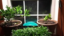 growing miniature orange trees