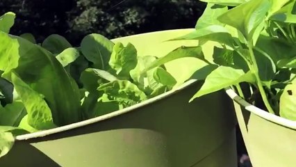 growing lettuce