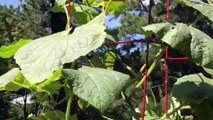 growing cucumbers