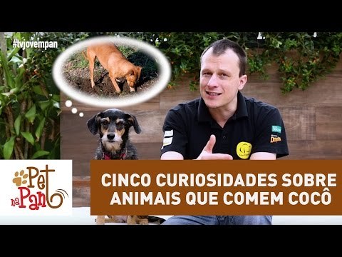 Pet Na Pan #14 - Cinco curiosidades sobre animais que comem cocô | Jovem Pan
