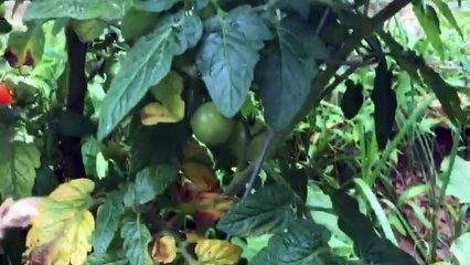 growing tomatoes