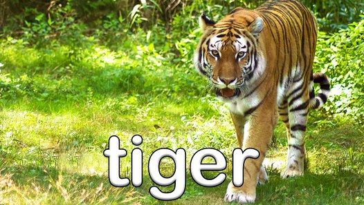 Wild Animal Sounds Video - video dailymotion