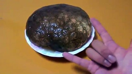 Japonês tenta comer uma colônia de Pectinatella magnifica