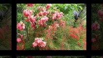 Mussaenda Erythrophylla Flowers - Top most beautiful flowers in the world.