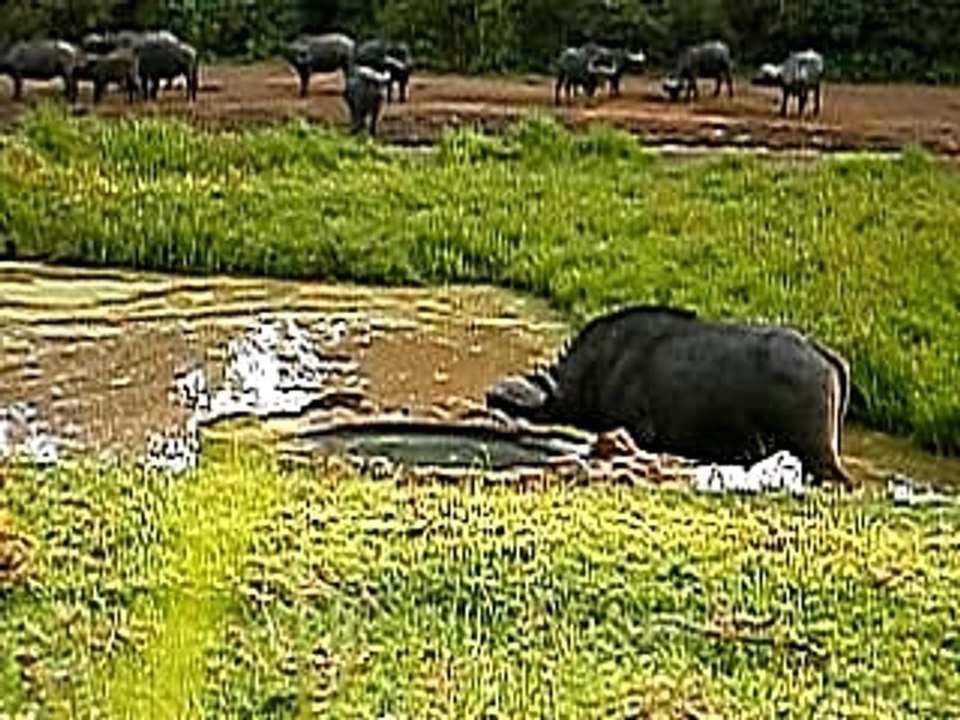 bufles d'afrique