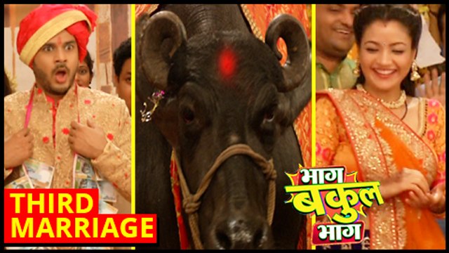 Bakool Gets MARRIED To A BUFFALO Bhaag Bakool Bhaag