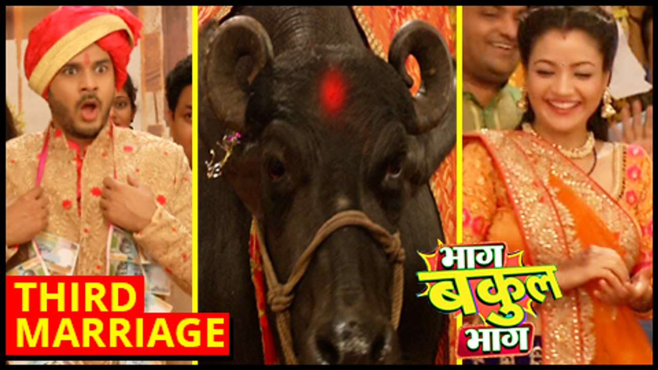 Bakool Gets MARRIED To A BUFFALO  Bhaag Bakool Bhaag