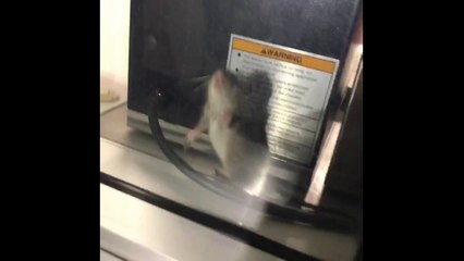 Quand tu croises un rat dans ton resto préféré...