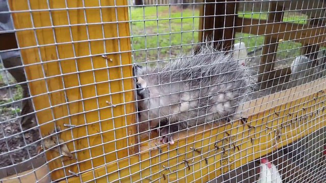 Un bébé opossum sur le point de se faire manger par les poules!
