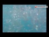 TG 07.07.14 Invasione meduse, anche in Puglia reti speciali