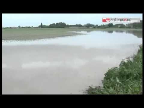 TG 24.07.14 Coldiretti: Temporali e freddo contribuiscono a calo di posti di lavoro