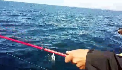 doublé de maquereau sur un jig