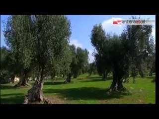 TG 05.08.14 Xylella, Coldiretti: "Il decreto va fatto subito"