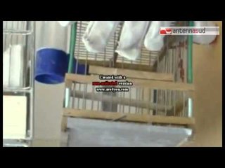 TG 05.08.14 Nascondevano tartarughe e volatili tra i bagagli: sequestro al porto di Bari