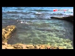 TG 05.08.14 Molfetta: torna l'incubo dell'alga tossica