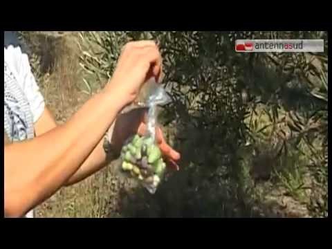 TGSRV19ago_xylella_incontro_coldiretti_abi.mp4 TG 19.08.14