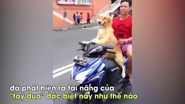 Chú chó chở chủ đi chơi bằng xe máy “gây sốt” ở Thái Lan