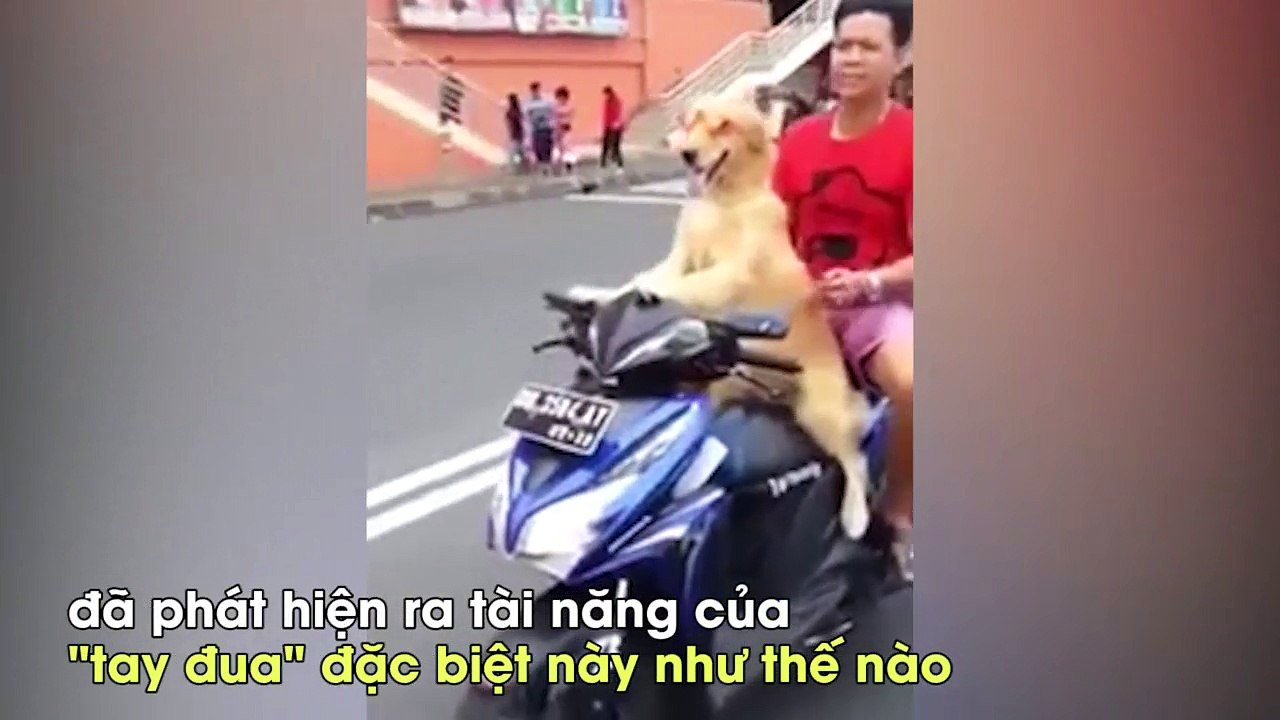 Chú chó chở chủ đi chơi bằng xe máy “gây sốt” ở Thái Lan