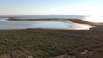 İzmir Kuş Cennetinde Flamingo Rekoru