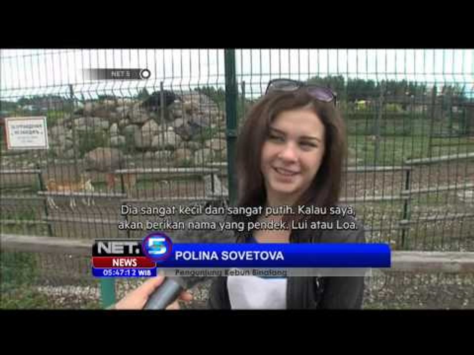 Aksi Unik The White Miracle, Penghuni Baru Taman Satwa di Rusia - NET5