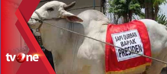 Jokowi Sumbangkan Sejumlah Sapi Kurba di Beberapa Daerah