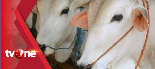 Sapi Kurban  Mengamuk Sebabkan Panitia Kurban Terluka