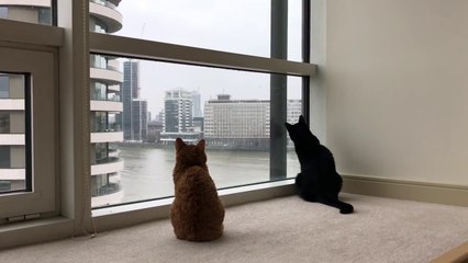 These Cats Love Window Cleaners