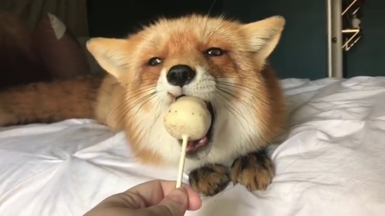 Fox eats Lollipop