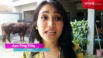 Descargar video: Ayu Ting Ting Menyembelih 3 Ekor Sapi